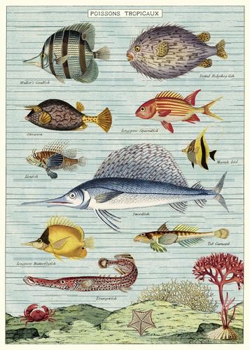 Vintage Poster Tropical Fish Cavallini