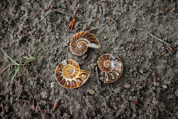 Ammonit Fossil