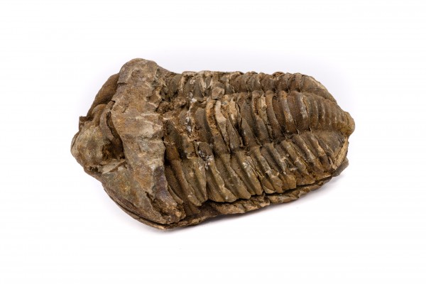 Trilobit Calymene Fossilien