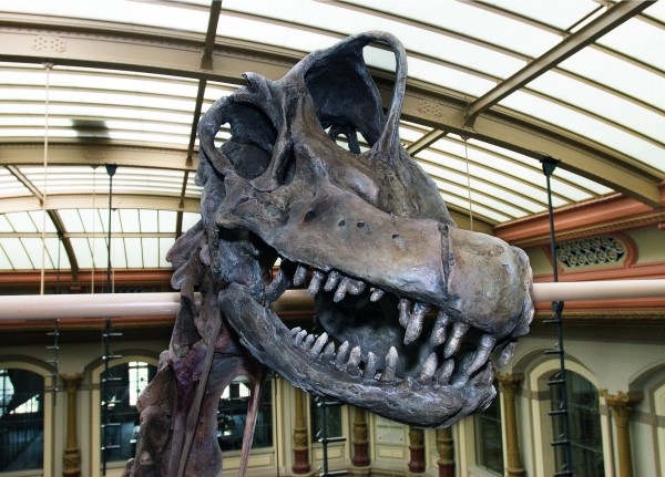 3D Postkarte Brachiosauruskopf Museum für Naturkunde